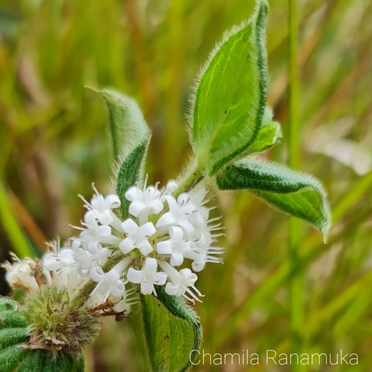 Hedyotis ceylanica N.Wikstr. & Neupane